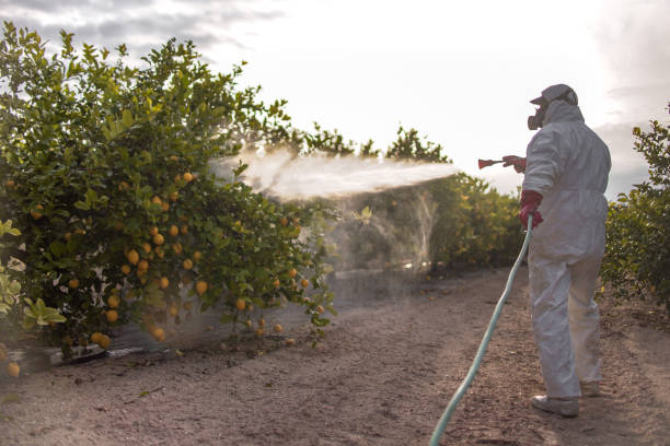 Best Local Pest Control Services  in Hampton, TN
