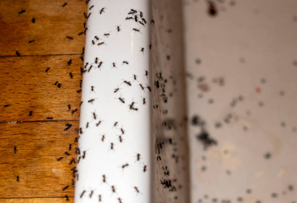 Best Emergency Pest Control  in Hampton, TN